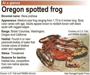 Grazing halted to study impacts on Oregon spotted frog