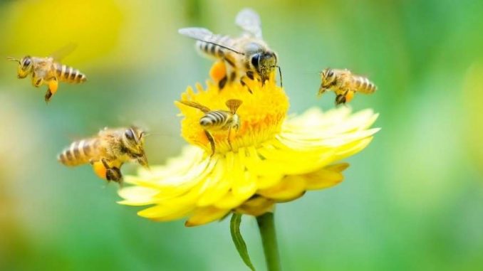 Government Expands To Control Apiaries In Montana