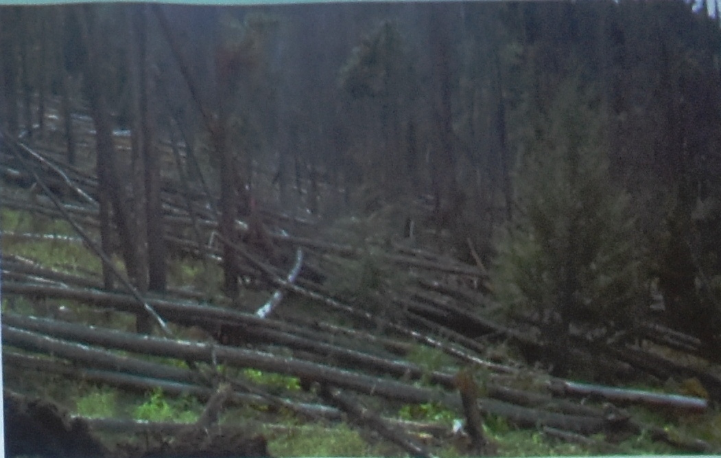 Timber Industry And Local Government