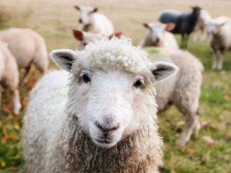 Enviros Lose to Sheep Ranchers in Court
