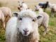 Enviros Lose to Sheep Ranchers in Court