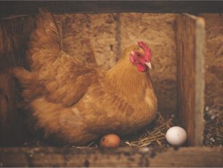 What Are The Best Egg Laying Chickens For Your Family Farm?