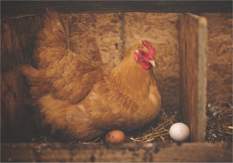 What Are The Best Egg Laying Chickens For Your Family Farm? Redoubt News